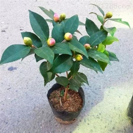 茶花树苗价格树形优美花期长茶花盆栽技术