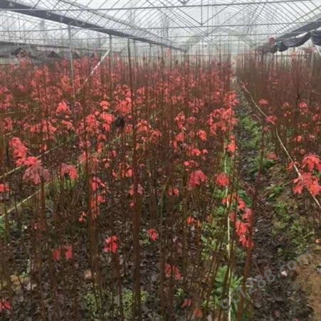 雄风园林大型美国红枫基地  苗圃批发直销彩色观叶植物  6公分美国红枫
