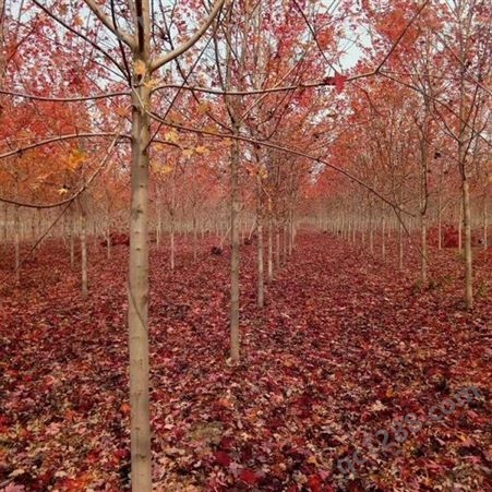 雄风园林大型美国红枫基地  美国红枫小苗自产自销 12公分美国红枫价格