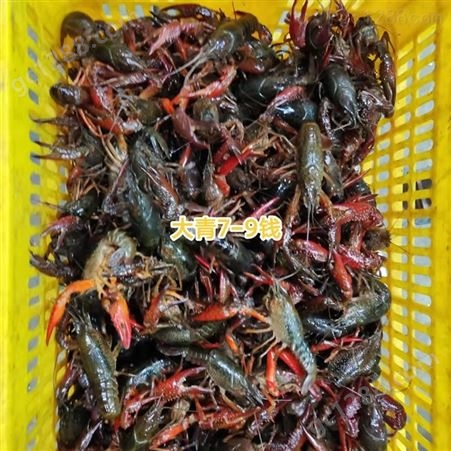 3月6号大青小龙虾/大红中红小龙虾规格一览 大青缺货中 大红还有货源可以接单