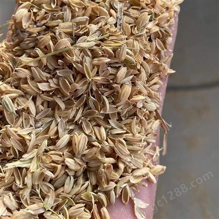 新鲜散装稻壳 颗粒干燥性好 无发霉现象 发酵用料 早春农产品