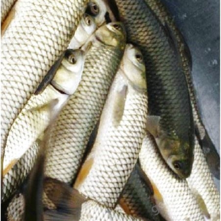 草鱼苗 身体窄小略长 淡水养殖草鱼水花 全国发货