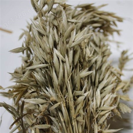 供应燕麦穗干花 天然装饰 干草拍摄小道具 天然谷物植物装饰