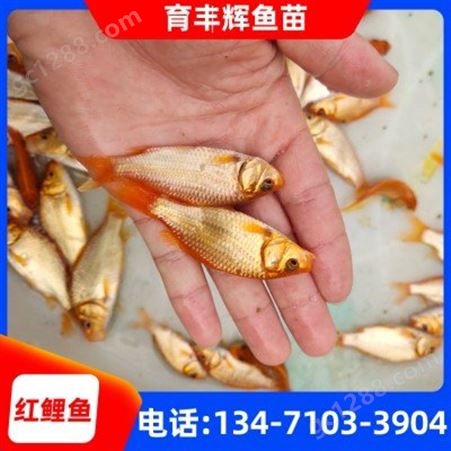 优质俄罗斯红鲤鱼苗 广西红鲤鱼苗 红鲤鱼苗价格 5-7cm