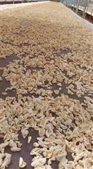 卓创众成 人工养殖 灵芝菌包菌袋 羊肚菌菌棒 易成活