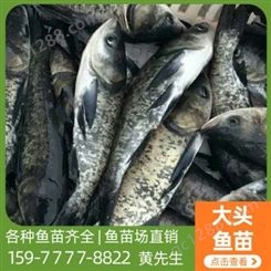 大头鱼苗现货出售 人工养殖鳙鱼种 易养活 育兴渔业