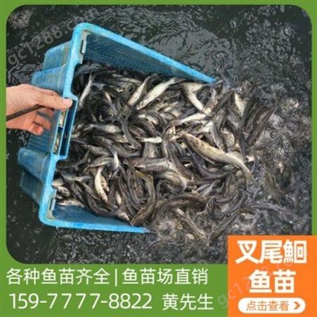 斑点叉尾鮰鱼苗养殖场 免费教养殖技术 育兴渔业