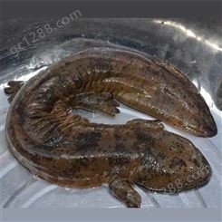 大鲵 广西六斤的娃娃鱼批发 外塘娃娃鱼养殖鱼苗 供应定制