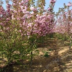 樱花树批发  供应樱花苗  樱花种植基地
