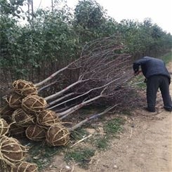 郑州5公分北美海棠树苗 北美海棠厂家 现货供应 绿之林