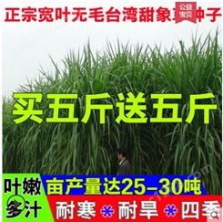 中国台湾甜象草种子多年生牧草种子皇竹草四季常青高产猪牛羊鱼草种籽