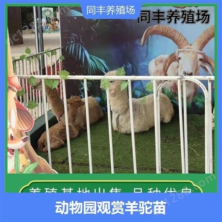 观赏展览大型羊驼 适于圈养 对环境的适应能力强