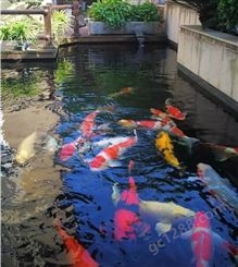 泰州市锦鲤鱼池循环系统设计。常年无需换水