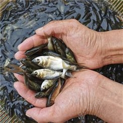 水产基地出售 花鲢鱼苗 批发生长迅速 易存活 提供专业养殖技术