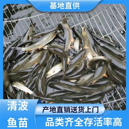 清波鱼苗养殖场 存活率高 免费提供技术 渔场直出