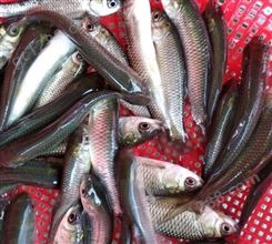 生态草鱼苗 水库鱼塘养殖专用淡水鱼 鱼产业基地优质水产