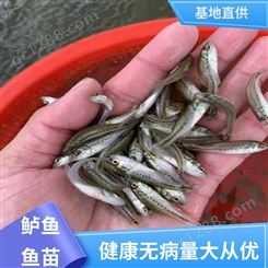 鲈鱼苗供应 养殖简单 2-5cm 快大少病害 鲜活健康