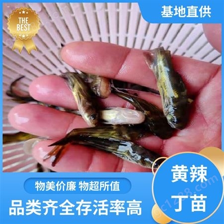 黄辣丁鱼苗 提供技术支持 产量好 包品质 批发渔场