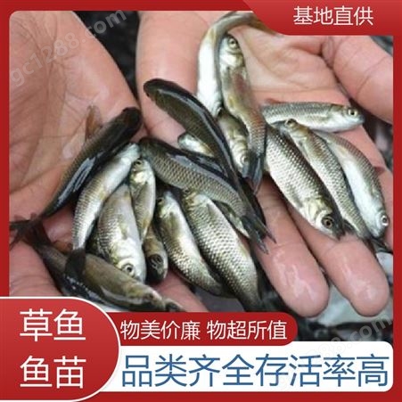 水库鱼塘养殖专用 鱼产业基地专用 重 庆 首友 淡水草鱼鱼苗