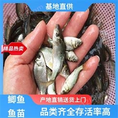 鲫鱼鱼苗价 钱 专业淡水鱼养殖 基地直售 鲜活健康