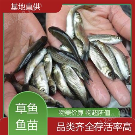 淡水养殖草鱼苗 鱼产业基地专用 免费技术指导 适应性强