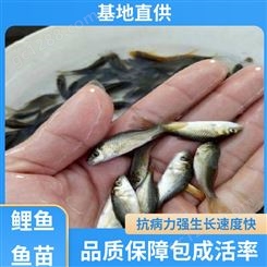 实力商家 养殖周期短 锦鲤鱼苗 产量好 包品质 鲜活健康