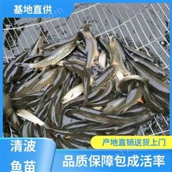 清波鱼养殖 免费提供技术 支持送货上门 渔场直出
