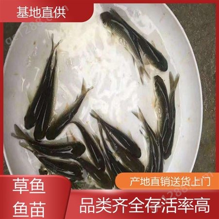 水库鱼塘养殖专用 鱼产业基地专用 重 庆 首友 淡水草鱼鱼苗