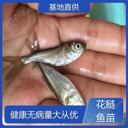 花鲢鱼鱼苗养殖 免费技术扶持 渔业批量供应 全国包邮