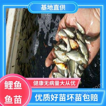 基地直售 淡水养殖 锦鲤鱼苗 产量好 包品质 鲜活健康