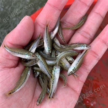淡水加州鲈鱼苗 全国包邮鲈鱼 苗易生长产量高 送货上门