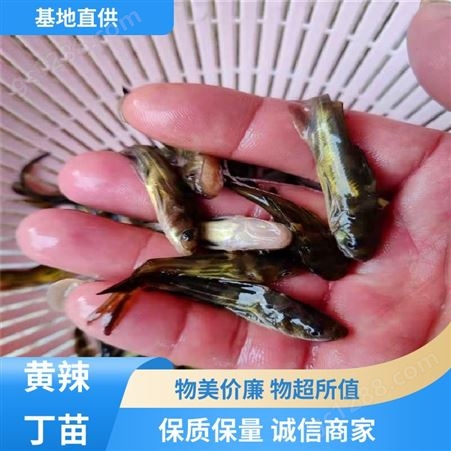 黄辣丁鱼苗 专业淡水鱼养殖 支持送货上门 批发渔场