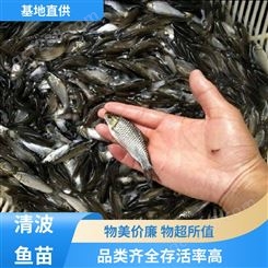 清波鱼鱼苗批发 存活率高 淡水养鱼基地 渔场直出