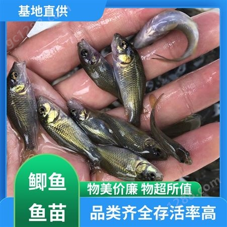 专业淡水鱼养殖 基地直售 鲜活健康 鲫鱼鱼苗供应