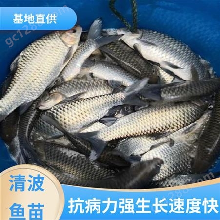 清波鱼养殖 淡水养鱼基地 耐寒性好 好苗 渔场直出