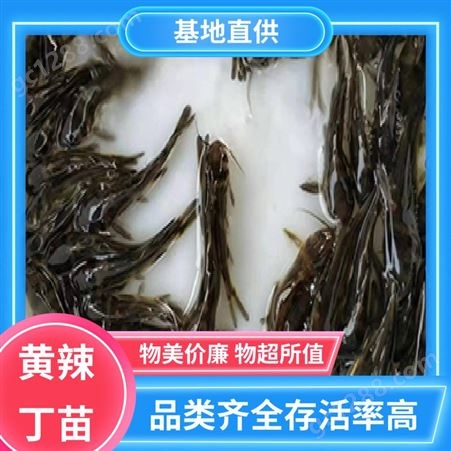 黄辣丁鱼苗 提供技术支持 产量好 包品质 批发渔场