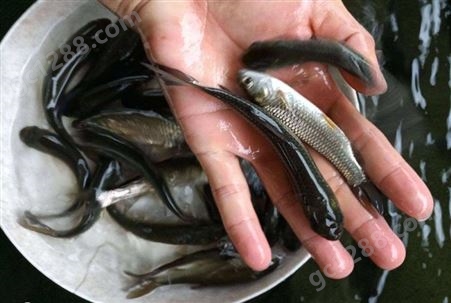 生态草鱼苗 水库鱼塘养殖专用淡水鱼 鱼产业基地优质水产